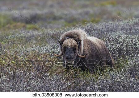 "Muskox or Musk Ox (Ovibos moschatus), ‪Dovrefjell-Sunndalsfjella-Nationalpark, Norway, Europe" View Large Photo Image Stock Photo - "Muskox or Musk Ox (Ovibos moschatus), ‪Dovrefjell-Sunndalsfjella-Nationalpark, Norway, Europe". Fotosearch