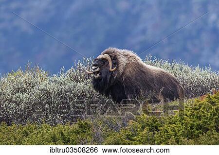 Stock Photograph - "Muskox or Musk Ox (Ovibos moschatus), â€ªDovrefjell-Sunndalsfjella-Nationalpark, Norway, Europe". Fotosearch