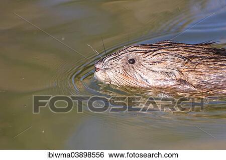 "Muskrat (Ondatra zibethicus), swimming, North Hesse, Hesse, Germany, Europe" View Large Photo Image Stock Photograph - "Muskrat (Ondatra zibethicus), swimming, North Hesse, Hesse, Germany, Europe". Fotosearch