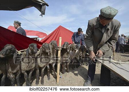 "Muslim Uyghur men with traditional caps, setting up a sunscreen over their sheep that are for sale, Silk Road, Uyghur cattle market, Sunday market, Kashgar, Xinjiang, China, Asia" View Large Photo Image Stock Photograph - "Muslim Uyghur men with traditional caps, setting up a sunscreen over their sheep that are for sale, Silk Road, Uyghur cattle market, Sunday market, Kashgar, Xinjiang, China, Asia". Fotosearch