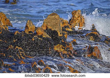 "Mussel bed on rocks, Bird Island, Lambert's Bay, Western Cape, South Africa, Africa" View Large Photo Image Stock Photo - "Mussel bed on rocks, Bird Island, Lambert's Bay, Western Cape, South Africa, Africa". Fotosearch