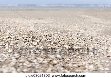 "Mussel beds on the Amrumer Odde, northern tip of Amrum, North Frisia, Norddorf, Amrum, Schleswig-Holstein, Germany, Europe" View Large Photo Image Stock Image - "Mussel beds on the Amrumer Odde, northern tip of Amrum, North Frisia, Norddorf, Amrum, Schleswig-Holstein, Germany, Europe". Fotosearch