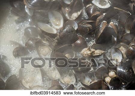 "Mussels boiling in a big pot, India, Asia" View Large Photo Image Stock Image - "Mussels boiling in a big pot, India, Asia". Fotosearch