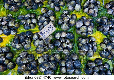 Stock Image - "Mussels for sale at the market hall, Honiara, Solomon Islands, Oceania". Fotosearch