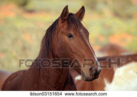 Picture - "Mustang, portrait, Utah, United States, North America". Fotosearch