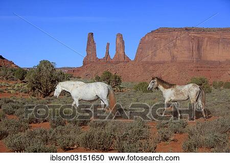 "Mustangs, Monument Valley, Utah, United States, North America" View Large Photo Image Stock Image - "Mustangs, Monument Valley, Utah, United States, North America". Fotosearch