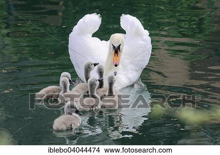 "Mute Swan (Cygnus olor), adult female with cygnets, Altmuhl river, Bavaria, Germany, Europe" View Large Photo Image Picture - "Mute Swan (Cygnus olor), adult female with cygnets, Altmuhl river, Bavaria, Germany, Europe". Fotosearch
