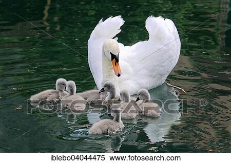 "Mute Swan (Cygnus olor), adult female with cygnets, Altmuhl river, Bavaria, Germany, Europe" View Large Photo Image Stock Photography - "Mute Swan (Cygnus olor), adult female with cygnets, Altmuhl river, Bavaria, Germany, Europe". Fotosearch