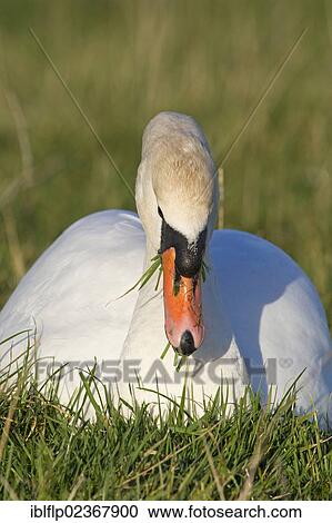 "Mute Swan (Cygnus olor), adult, feeding, grazing on grass, Suffolk, England, United Kingdom, Europe" View Large Photo Image Stock Image - "Mute Swan (Cygnus olor), adult, feeding, grazing on grass, Suffolk, England, United Kingdom, Europe". Fotosearch