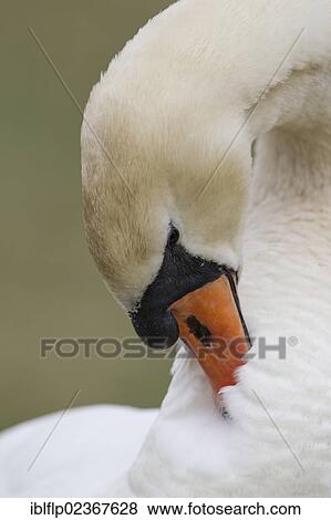 Stock Photo - "Mute Swan (Cygnus olor), adult, close-up of head, preening, Suffolk, England, United Kingdom, Europe". Fotosearch