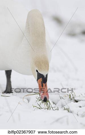 "Mute Swan (Cygnus olor), adult, feeding, grazing on grass in snow covered field, Suffolk, England, United Kingdom, Europe" View Large Photo Image Stock Photo - "Mute Swan (Cygnus olor), adult, feeding, grazing on grass in snow covered field, Suffolk, England, United Kingdom, Europe". Fotosearch