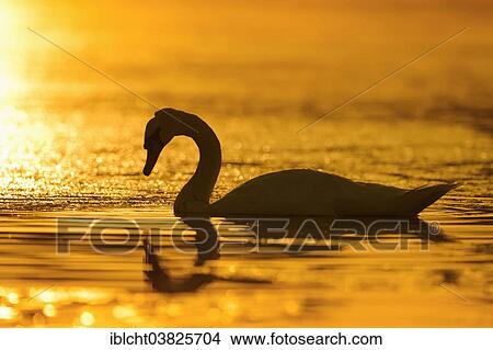 "Mute Swan (Cygnus olor) at sunrise, North Rhine-Westphalia, Germany, Europe" View Large Photo Image Picture - "Mute Swan (Cygnus olor) at sunrise, North Rhine-Westphalia, Germany, Europe". Fotosearch