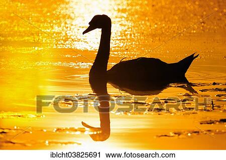 "Mute Swan (Cygnus olor) at sunrise, North Rhine-Westphalia, Germany, Europe" View Large Photo Image Stock Image - "Mute Swan (Cygnus olor) at sunrise, North Rhine-Westphalia, Germany, Europe". Fotosearch