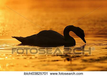 "Mute Swan (Cygnus olor) at sunrise, North Rhine-Westphalia, Germany, Europe" View Large Photo Image Stock Image - "Mute Swan (Cygnus olor) at sunrise, North Rhine-Westphalia, Germany, Europe". Fotosearch