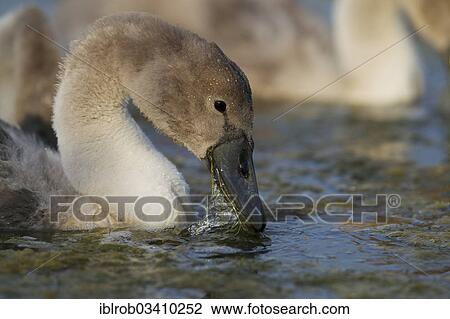 "Mute Swan (Cygnus olor), cygnet eating, Trelleborg, Scania, Sweden, Europe" View Large Photo Image Stock Image - "Mute Swan (Cygnus olor), cygnet eating, Trelleborg, Scania, Sweden, Europe". Fotosearch