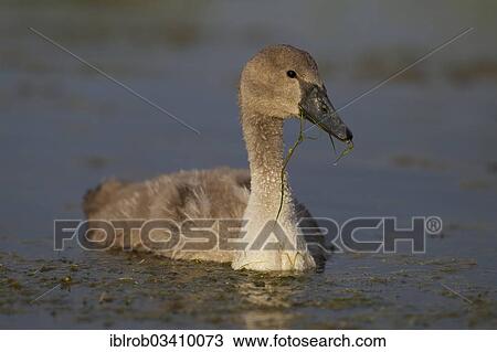 "Mute Swan (Cygnus olor), cygnet with water plants in its beak, Trelleborg, Scania, Sweden, Europe" View Large Photo Image Stock Image - "Mute Swan (Cygnus olor), cygnet with water plants in its beak, Trelleborg, Scania, Sweden, Europe". Fotosearch