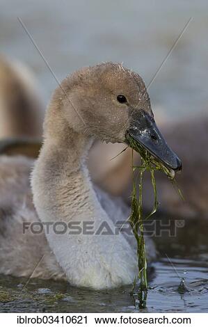 Stock Image - "Mute Swan (Cygnus olor), cygnet with water plants in its beak, Trelleborg, Scania, Sweden, Europe". Fotosearch