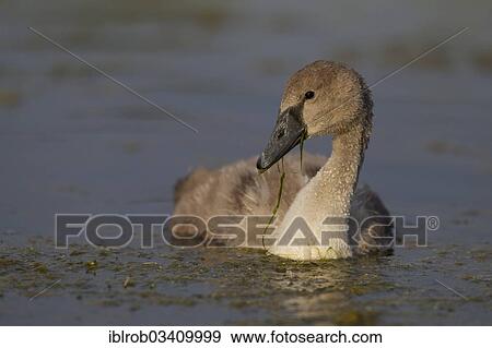 "Mute Swan (Cygnus olor), cygnet with water plants in its beak, Trelleborg, Scania, Sweden, Europe" View Large Photo Image Stock Photo - "Mute Swan (Cygnus olor), cygnet with water plants in its beak, Trelleborg, Scania, Sweden, Europe". Fotosearch