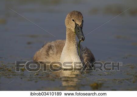 "Mute Swan (Cygnus olor), cygnet with water plants in its beak, Trelleborg, Scania, Sweden, Europe" View Large Photo Image Stock Photo - "Mute Swan (Cygnus olor), cygnet with water plants in its beak, Trelleborg, Scania, Sweden, Europe". Fotosearch