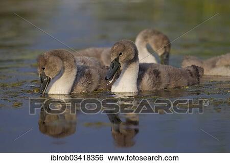 "Mute Swan (Cygnus olor), cygnets eating, Trelleborg, Scania, Sweden, Europe" View Large Photo Image Stock Photograph - "Mute Swan (Cygnus olor), cygnets eating, Trelleborg, Scania, Sweden, Europe". Fotosearch