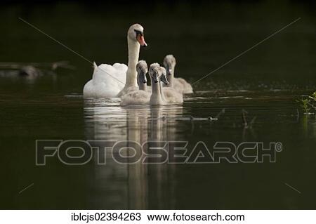 "Mute Swan (Cygnus olor), family of swans on water, Bergisches Land, North Rhine-Westphalia, Germany, Europe" View Large Photo Image Stock Image - "Mute Swan (Cygnus olor), family of swans on water, Bergisches Land, North Rhine-Westphalia, Germany, Europe". Fotosearch