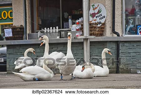 "Mute Swan (Cygnus olor), flock, on pavement outside cafe at edge of lake, Bowness on Windermere, Lake Windermere, Lake District, Cumbria, England, United Kingdom, Europe" View Large Photo Image Picture - "Mute Swan (Cygnus olor), flock, on pavement outside cafe at edge of lake, Bowness on Windermere, Lake Windermere, Lake District, Cumbria, England, United Kingdom, Europe". Fotosearch