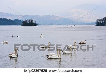 Stock Photography - "Mute Swan (Cygnus olor), flock, swimming on lake habitat, Bowness on Windermere, Lake Windermere". Fotosearch