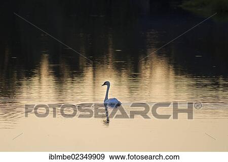 "Mute Swan (Cygnus olor) in the Havel Canal near Buchow-Karpzow, Brandenburg, Germany, Europe" View Large Photo Image Stock Photo - "Mute Swan (Cygnus olor) in the Havel Canal near Buchow-Karpzow, Brandenburg, Germany, Europe". Fotosearch