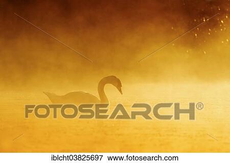 "Mute Swan (Cygnus olor) in the morning fog at sunrise, North Rhine-Westphalia, Germany, Europe" View Large Photo Image Stock Photo - "Mute Swan (Cygnus olor) in the morning fog at sunrise, North Rhine-Westphalia, Germany, Europe". Fotosearch