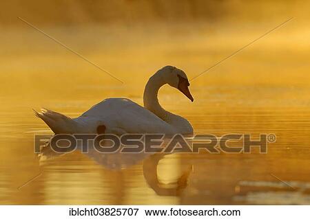 "Mute Swan (Cygnus olor) in the morning fog at sunrise, North Rhine-Westphalia, Germany, Europe" View Large Photo Image Stock Photo - "Mute Swan (Cygnus olor) in the morning fog at sunrise, North Rhine-Westphalia, Germany, Europe". Fotosearch