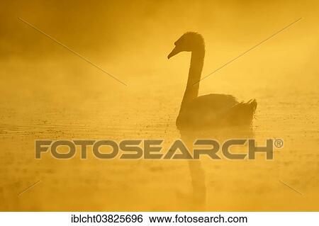"Mute Swan (Cygnus olor) in the morning fog at sunrise, North Rhine-Westphalia, Germany, Europe" View Large Photo Image Stock Photograph - "Mute Swan (Cygnus olor) in the morning fog at sunrise, North Rhine-Westphalia, Germany, Europe". Fotosearch