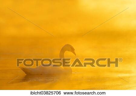 Stock Photograph - "Mute Swan (Cygnus olor) in the morning fog at sunrise, North Rhine-Westphalia, Germany, Europe". Fotosearch