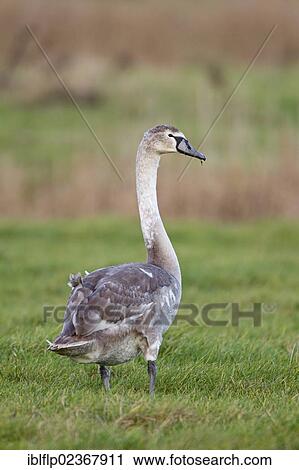 "Mute Swan (Cygnus olor), juvenile, standing on grazing marsh, Suffolk, England, United Kingdom, Europe" View Large Photo Image Stock Image - "Mute Swan (Cygnus olor), juvenile, standing on grazing marsh, Suffolk, England, United Kingdom, Europe". Fotosearch