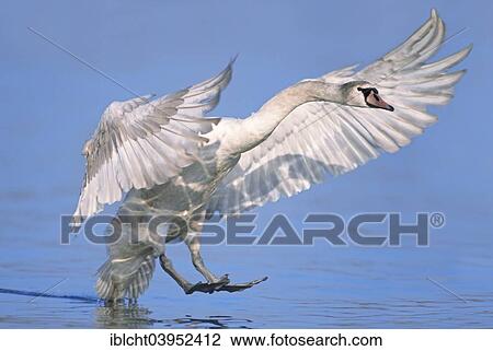 Stock Image - "Mute Swan (Cygnus olor) landing, North Rhine-Westphalia, Germany, Europe". Fotosearch