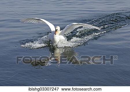Stock Photo - "Mute Swan (Cygnus olor) landing on water, Boltenhagen, Mecklenburg-Western Pomerania, Germany, Europe". Fotosearch