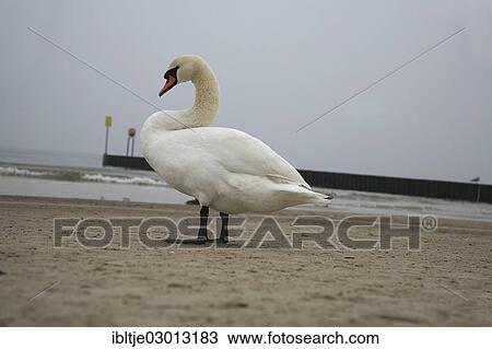 "Mute Swan (Cygnus olor) on the coast of the Baltic Sea, Ostseestrand Kolberg, Kolberg, Kol, Poland, Europe" View Large Photo Image Stock Image - "Mute Swan (Cygnus olor) on the coast of the Baltic Sea, Ostseestrand Kolberg, Kolberg, Kol, Poland, Europe". Fotosearch