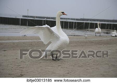 Stock Photography - "Mute Swan (Cygnus olor) on the coast of the Baltic Sea, Ostseestrand Kolberg, Kolberg, Kol, Poland, Europe". Fotosearch