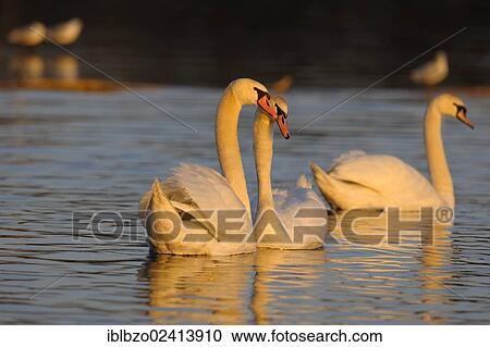 Mute Swan (Cygnus olor), pair during a courtship ritual, in the last light of the day, Donauauen, Danube wetlands, Ulm, Baden-Wuerttemberg, Germany, Europe View Large Photo Image Stock Image - Mute Swan (Cygnus olor), pair during a courtship ritual, in the last light of the day, Donauauen, Danube wetlands, Ulm, Baden-Wuerttemberg, Germany, Europe. Fotosearch