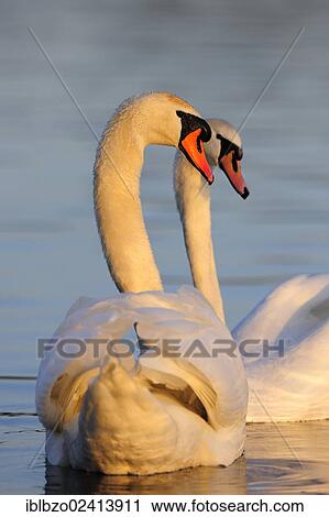 Stock Image - Mute Swan (Cygnus olor), pair during a courtship ritual, in the last light of the day, Donauauen, Danube wetlands, Ulm, Baden-Wuerttemberg, Germany, Europe. Fotosearch