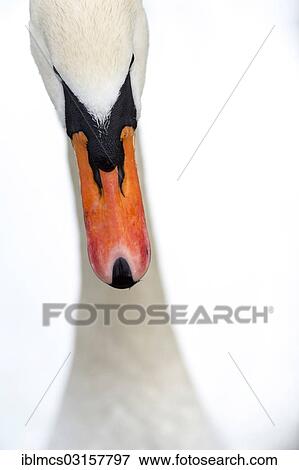 "Mute Swan (Cygnus olor), portrait" View Large Photo Image Stock Photo - "Mute Swan (Cygnus olor), portrait". Fotosearch