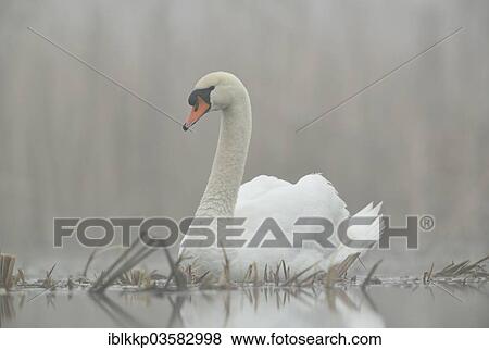 "Mute Swan (Cygnus olor), Saxony, Germany, Europe" View Large Photo Image Stock Photo - "Mute Swan (Cygnus olor), Saxony, Germany, Europe". Fotosearch