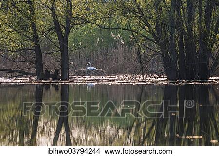 "Mute Swan (Cygnus olor) sitting on a nest in the reeds, backwaters of the Saale River, nature reserve, Leissling, Saxony-Anhalt, Germany, Europe" View Large Photo Image Picture - "Mute Swan (Cygnus olor) sitting on a nest in the reeds, backwaters of the Saale River, nature reserve, Leissling, Saxony-Anhalt, Germany, Europe". Fotosearch