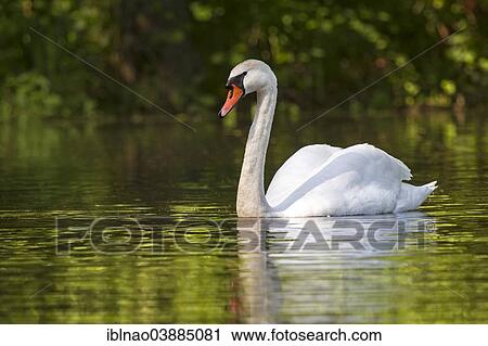 "Mute Swan (Cygnus olor), Schleswig-Holstein, Germany, Europe" View Large Photo Image Stock Image - "Mute Swan (Cygnus olor), Schleswig-Holstein, Germany, Europe". Fotosearch