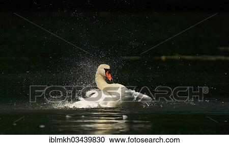 "Mute Swan (Cygnus olor) taking a bath, Gottingen, Lower Saxony, Germany, Europe" View Large Photo Image Stock Image - "Mute Swan (Cygnus olor) taking a bath, Gottingen, Lower Saxony, Germany, Europe". Fotosearch
