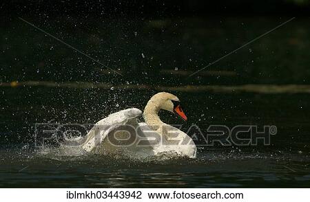 Stock Image - "Mute Swan (Cygnus olor) taking a bath, Gottingen, Lower Saxony, Germany, Europe". Fotosearch