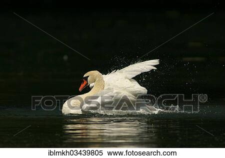 "Mute Swan (Cygnus olor) taking a bath, Gottingen, Lower Saxony, Germany, Europe" View Large Photo Image Stock Photography - "Mute Swan (Cygnus olor) taking a bath, Gottingen, Lower Saxony, Germany, Europe". Fotosearch