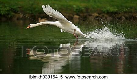 "Mute Swan (Cygnus olor) taking off from water, Lower Saxony, Germany, Europe" View Large Photo Image Stock Photography - "Mute Swan (Cygnus olor) taking off from water, Lower Saxony, Germany, Europe". Fotosearch