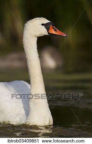 "Mute Swan (Cygnus olor), Trelleborg, Scania, Sweden, Europe" View Large Photo Image Stock Image - "Mute Swan (Cygnus olor), Trelleborg, Scania, Sweden, Europe". Fotosearch