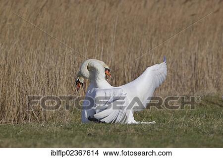 Picture - "Mute Swan (Cygnus olor), two adult males, fighting, territorial dispute on grazing marsh, Suffolk, England, United Kingdom, Europe". Fotosearch