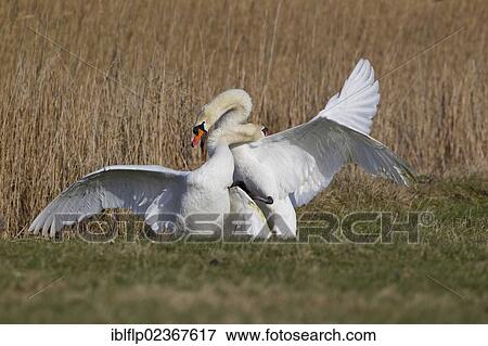 "Mute Swan (Cygnus olor), two adult males, fighting, territorial dispute on grazing marsh, Suffolk, England, United Kingdom, Europe" View Large Photo Image Stock Photo - "Mute Swan (Cygnus olor), two adult males, fighting, territorial dispute on grazing marsh, Suffolk, England, United Kingdom, Europe". Fotosearch